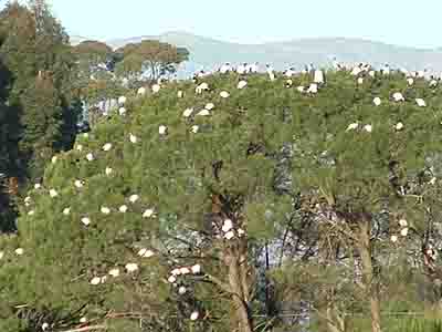 Nesting birds